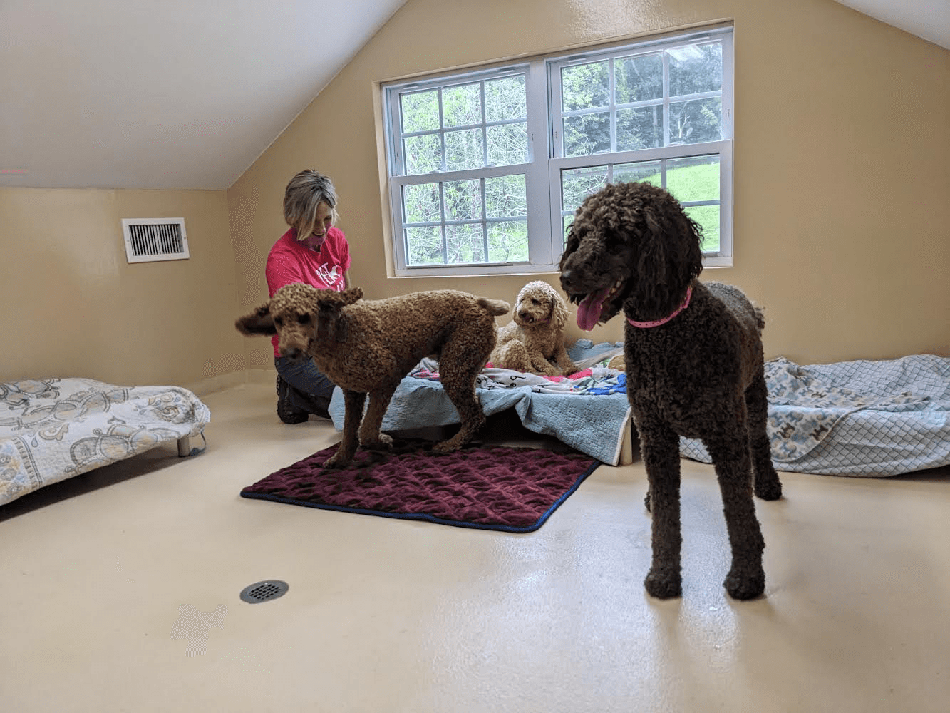 dogs in a puppy room