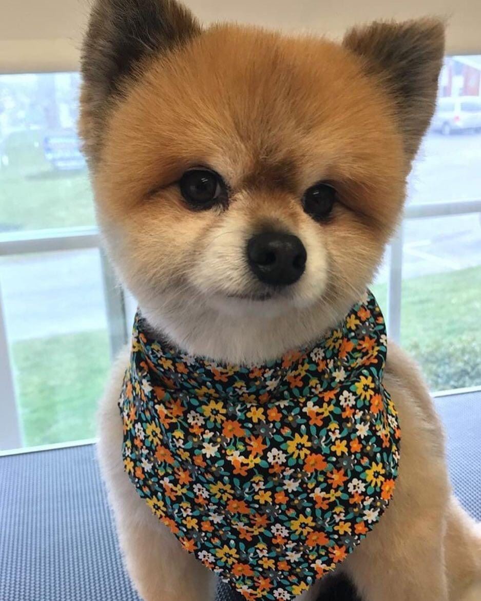 Pets Beauty Salon - Play on