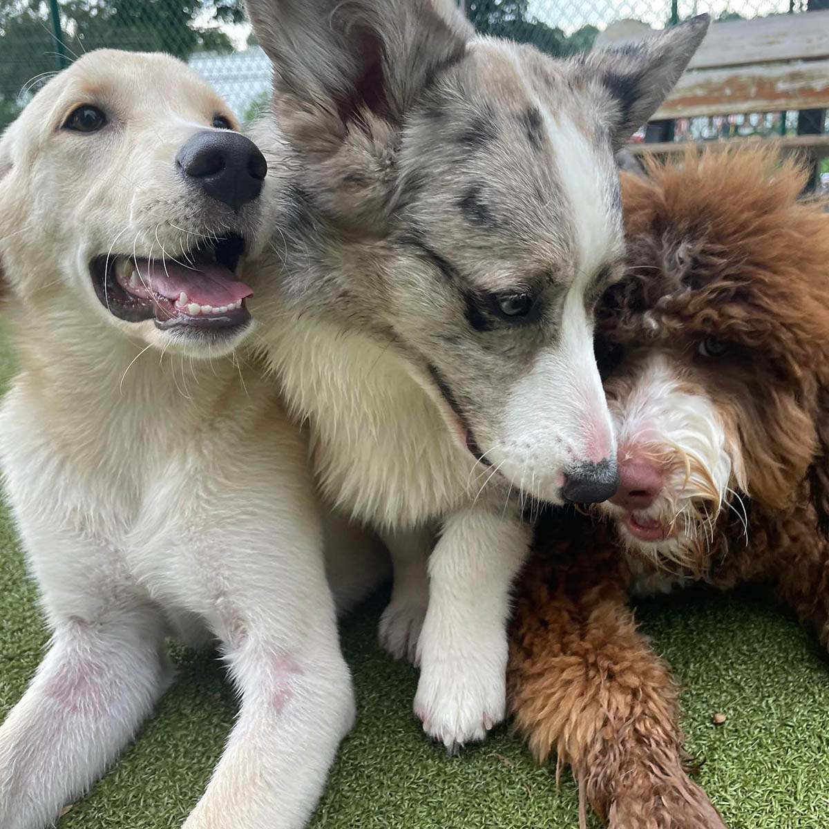 Two dogs playing