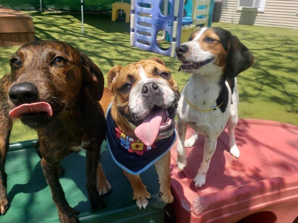 three puppies