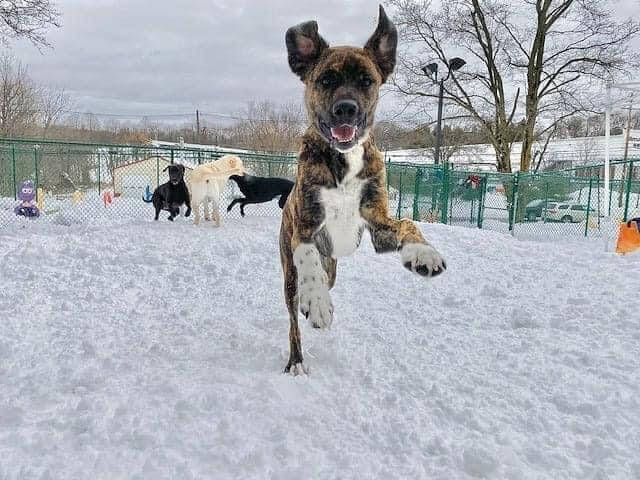 dog playing in snow