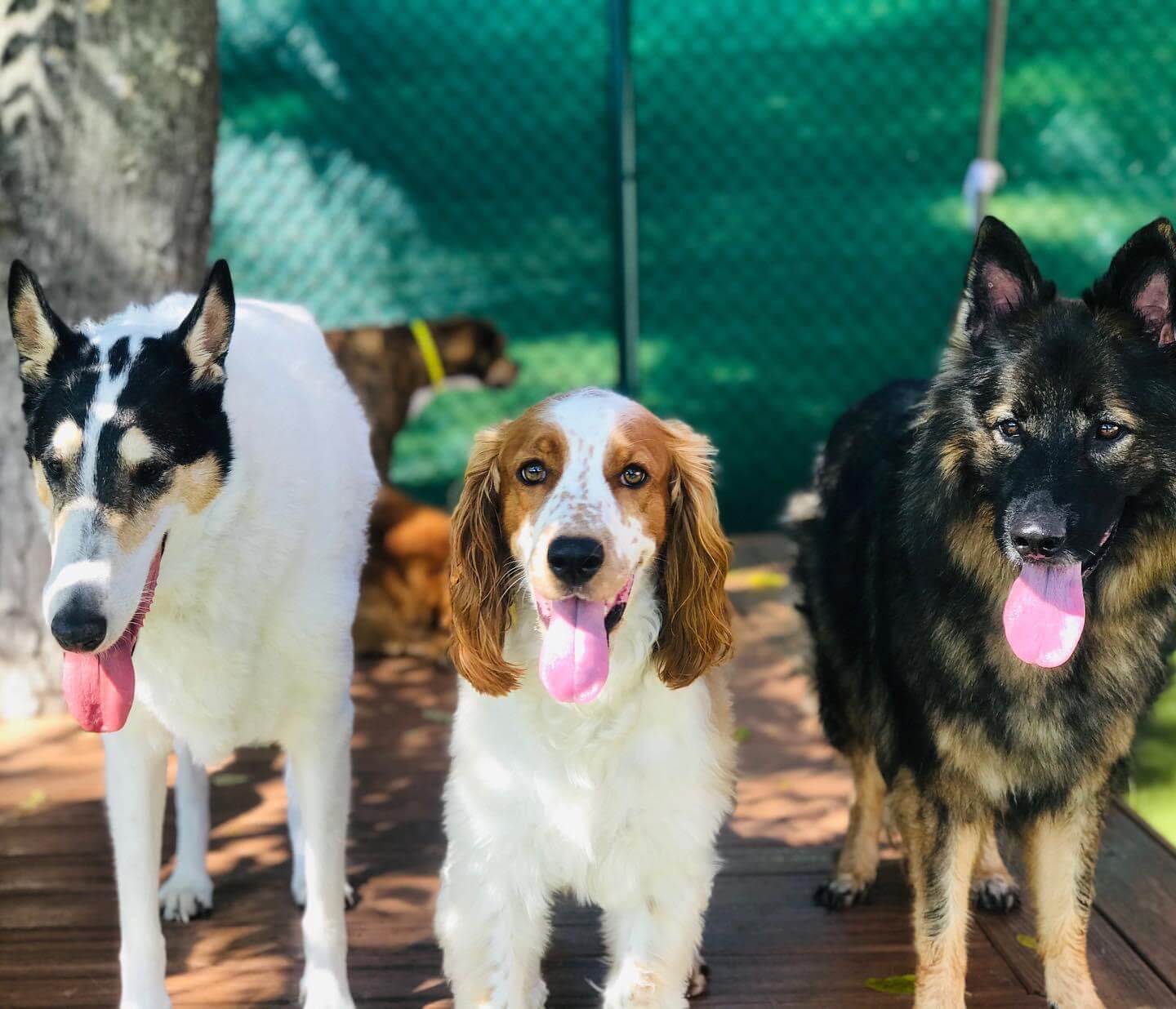 image of three dogs