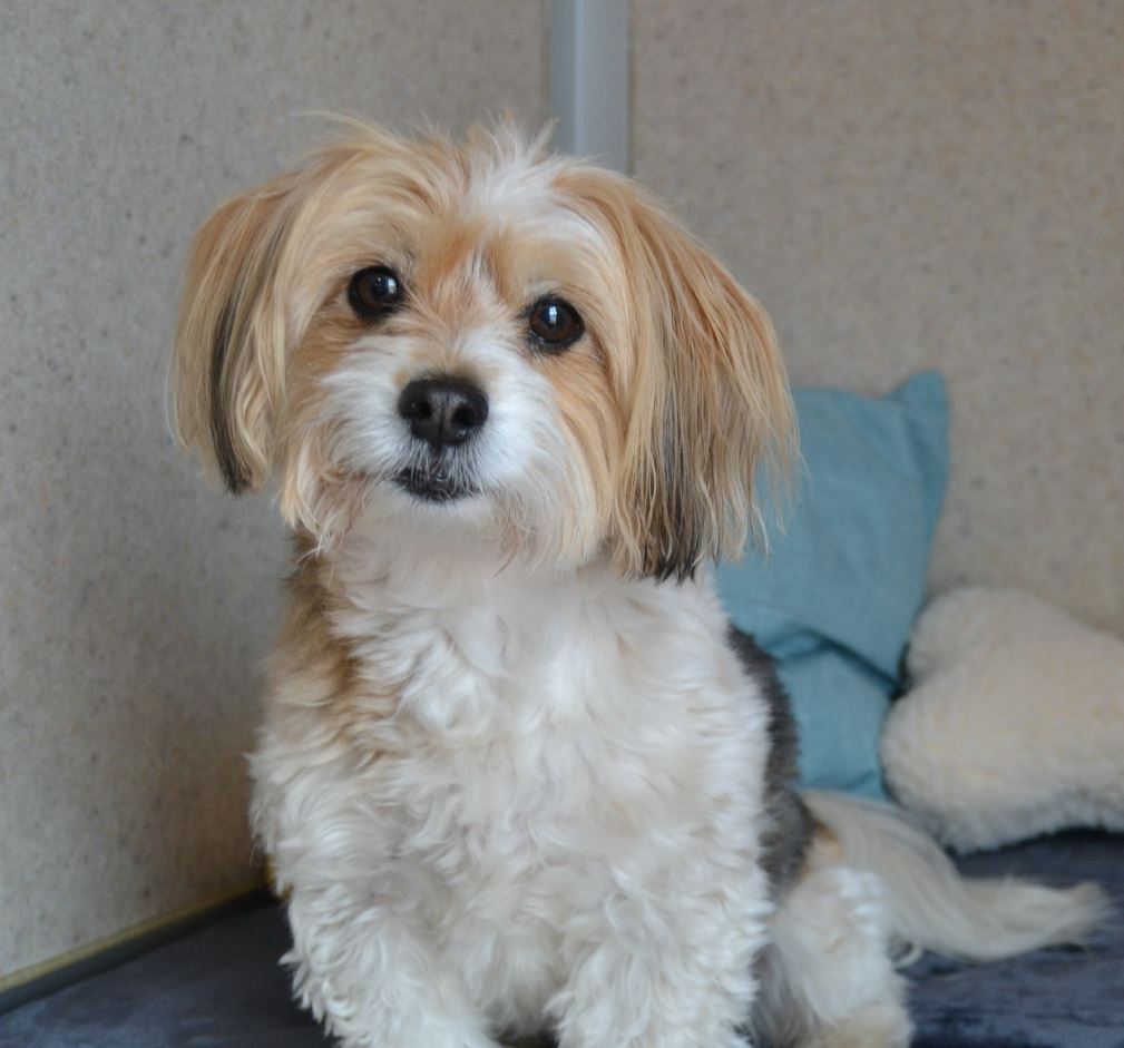 Overnight Care for Pets in Newburgh NY Dog Boarding